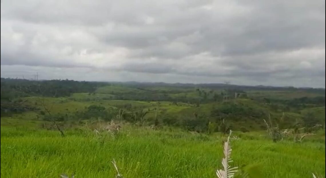 grandes áreas de plantações em fazenda no município de Pacajá-PA