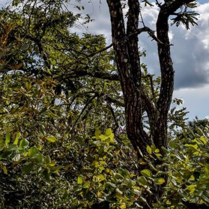 Compensação de Reserva Legal - CRL em GO