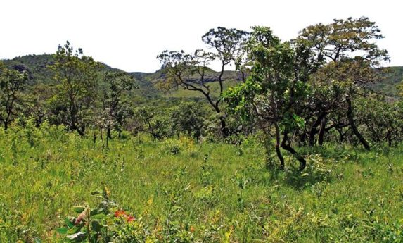 Compensação de Reserva Legal Extra Propriedade