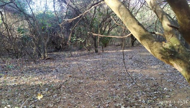 Fazenda à Venda em Monte Alegre de Goiás - ao lado de Campos Belos.jpg