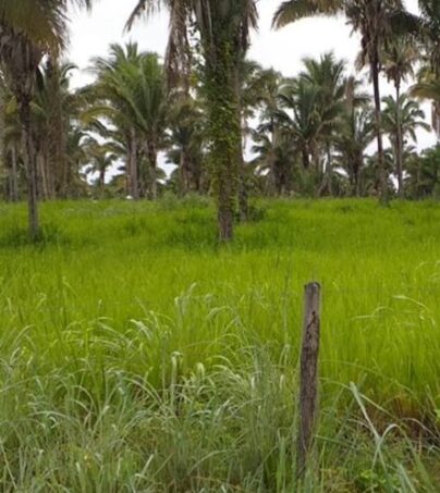 Fazenda à venda em Grajaú-MA (1)
