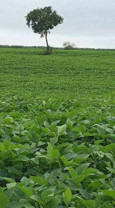 Venda de Fazenda em Parnarama - MA