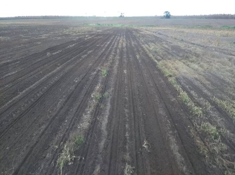 Fazenda em Parnarama-MA