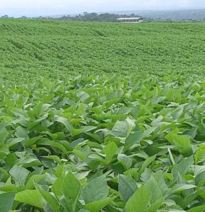 Fazenda em Parnarama - MA