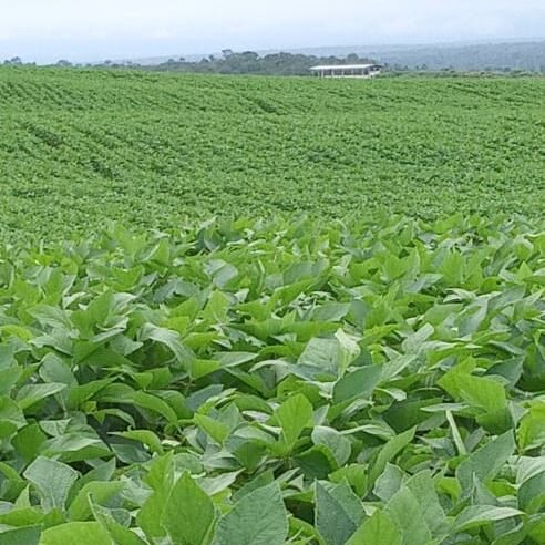 Fazenda em Parnarama - MA
