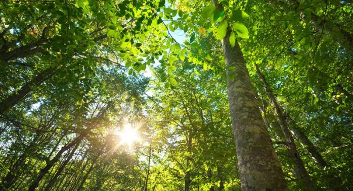 Florestas a venda para crédito de carbono